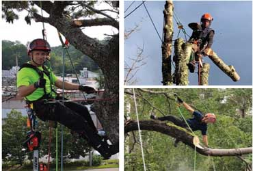  - 15% Off on Tree Pruning and removal