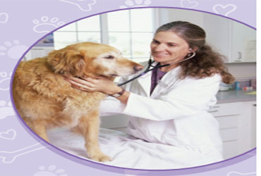  - 25% Basic vaccine for dogs